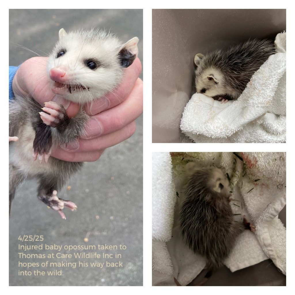 Opi, the opossum