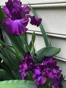Deep Purple Iris Deep Purple Iris