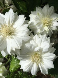 Double White Clematis Double White Clematis