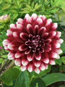 Dahlia Dahlia