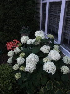 Mary Lou Hydrangea Mary Lou Hydrangea