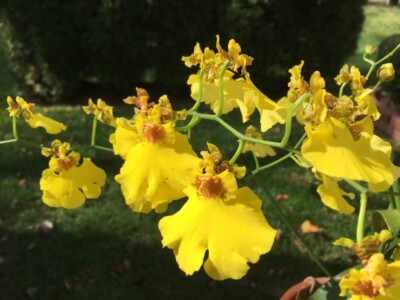 Yellow Orchid Yellow Orchid