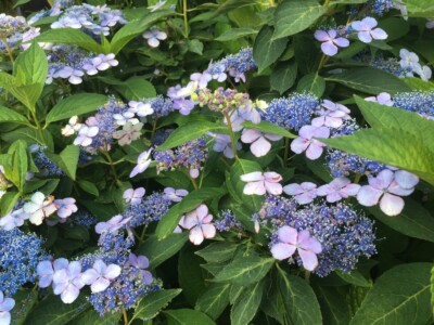 Lace Hydrangea Lace Hydrangea