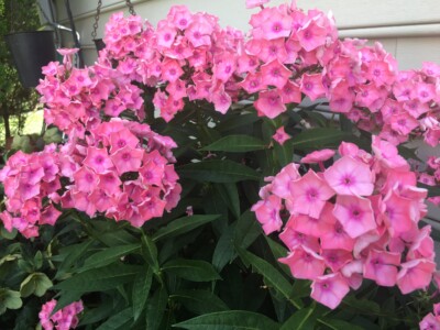 Pink Phylox Pink Phylox