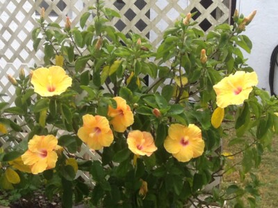 Yellow Hibiscus Yellow Hibiscus