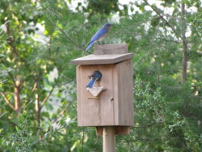 Bluebird House Bluebird House