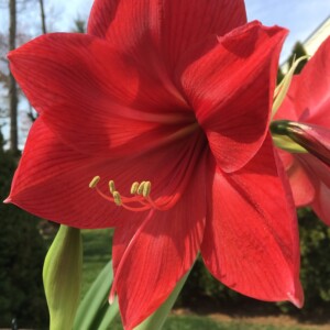 Amaryllis Lilly Amaryllis Lilly