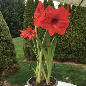 Amaryllis Lilly Amaryllis Lilly