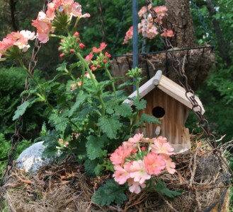Light Orange Verbena Light Orange Verbena