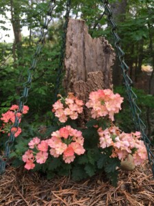 Light Orange Verbena Light Orange Verbena