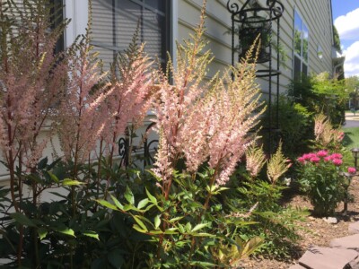 Silvery Pink Astilbe Silvery Pink Astilbe