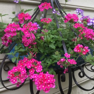 Pink Verbena Pink Verbena