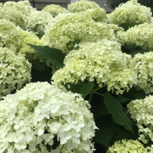 Mary Lou Hydrangea Mary Lou Hydrangea