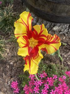 Parrot Tulip Parrot Tulip