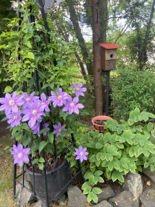 Windvane Clematis Windvane Clematis