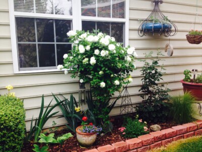 Double White Clematis Double White Clematis