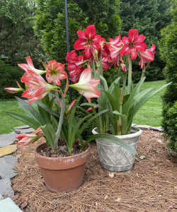 Mom's Favorite Amaryllis Lilies Amaryllis Lilies