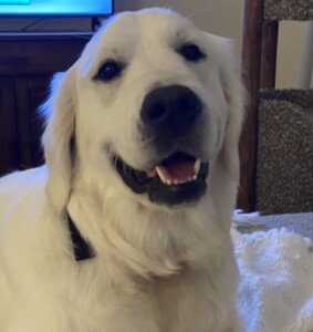 Pippa Pippa