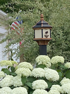 Tree Swallows Americana Tree Swallows Americana