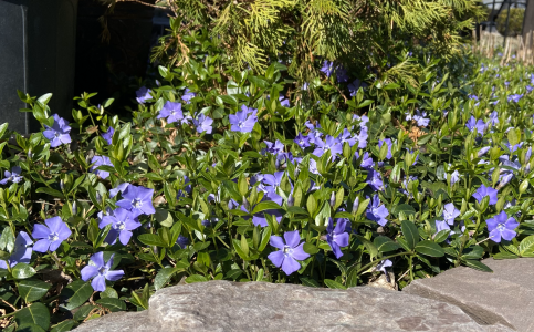 Vinca Vine Vinca Vine