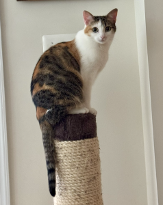 Gigi