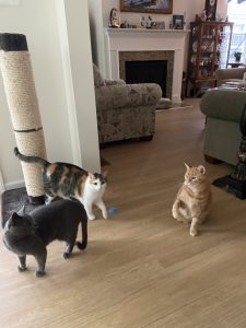 Cosette, Gigi, Lucas