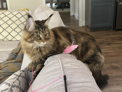 Cora