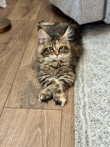 Hazel