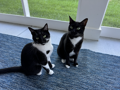Missy, Semi
